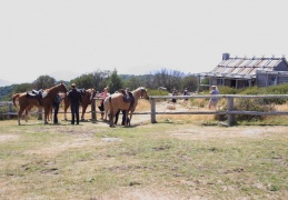 Craigs hut horses